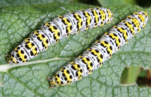 Mullein_moth_caterpillar
