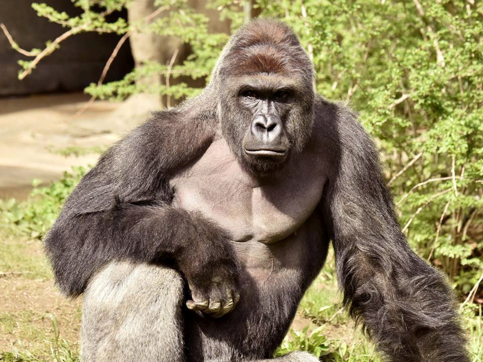 Harambe, the 17 year-old silverback gorilla